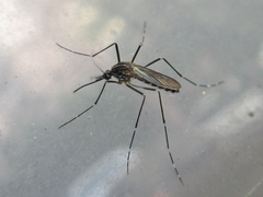 Aedes koreicus