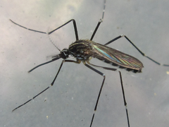 Aedes koreicus