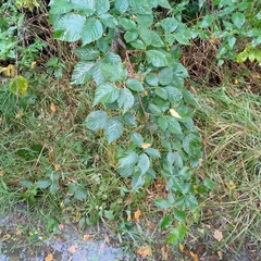 Rubus polonicus