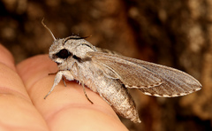 Oligographa juniperi