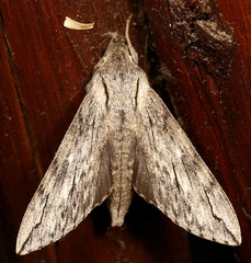 Oligographa juniperi