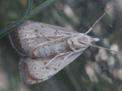 Udea ferrugalis