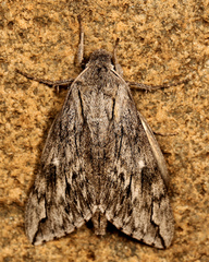 Oligographa juniperi