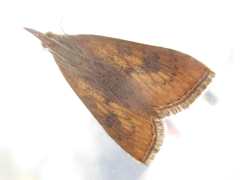 Udea ferrugalis