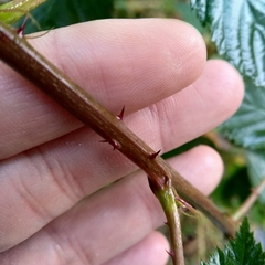 Rubus polonicus