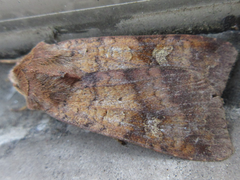 Diarsia canescens