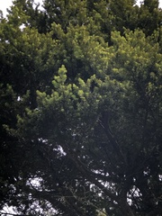 Podocarpus laetus