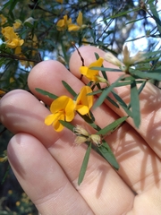 Pultenaea blakelyi