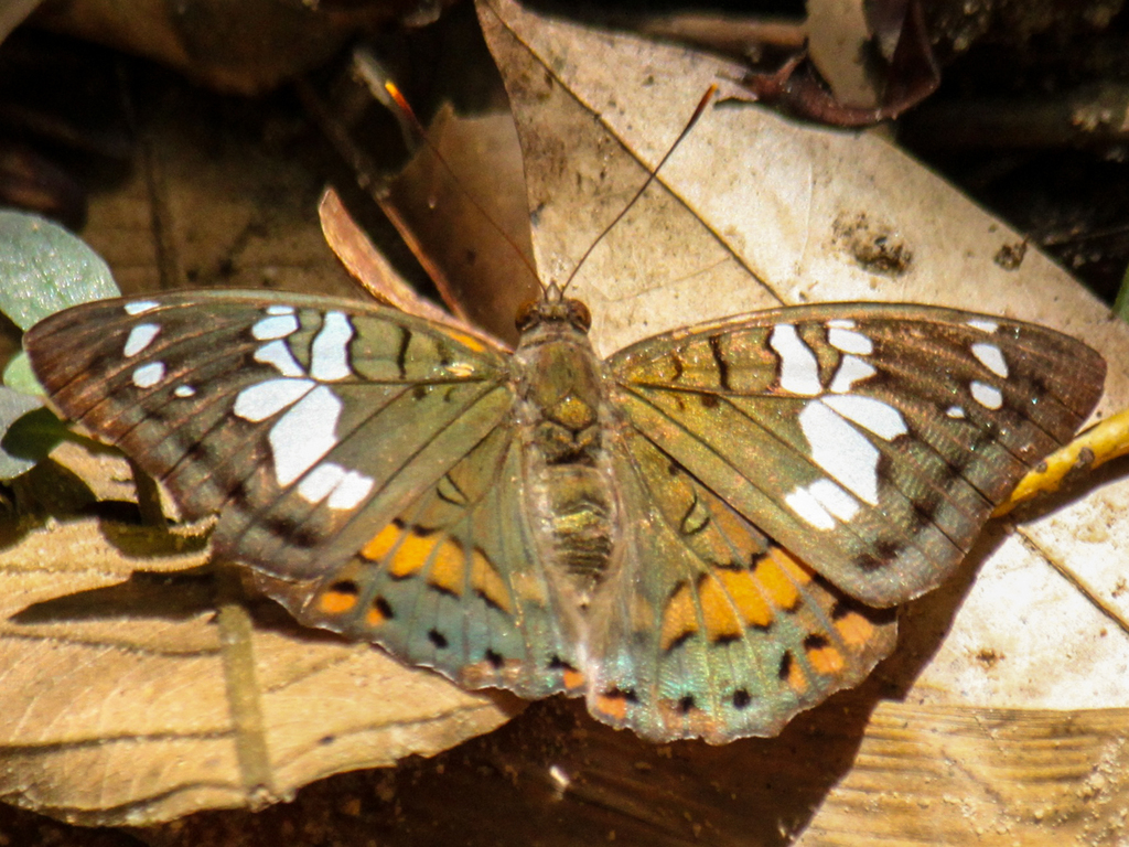 Red-spot Baron