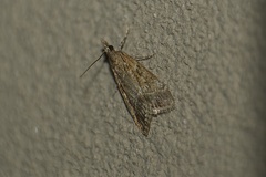 Eudonia torniplagalis