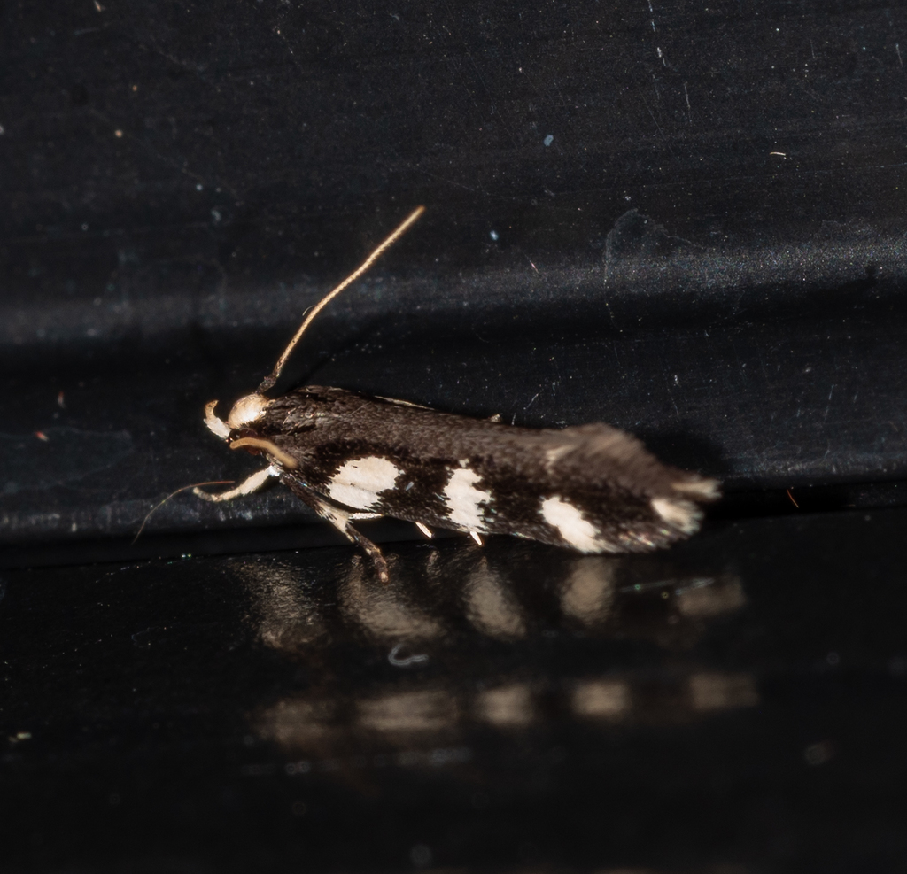 Macrobathra astrota