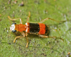 Lemidia