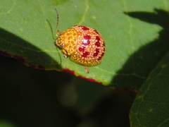 Paropsis obsoleta