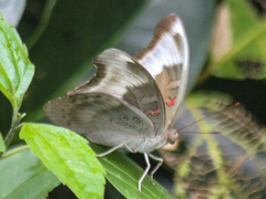 Dophla evelina annamita