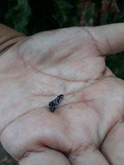 Consul fabius cecrops