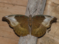 Dophla evelina annamita