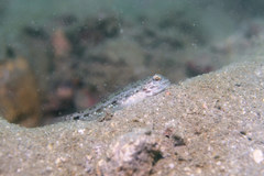 Acentrogobius