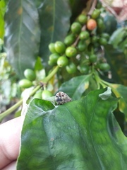 Consul fabius cecrops