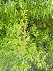Salix