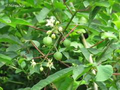 Manihot chlorosticta