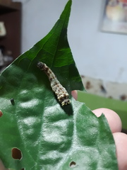 Consul fabius cecrops