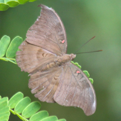 Dophla evelina annamita