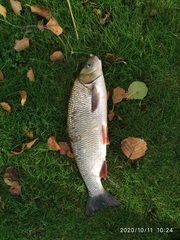 Leuciscus idus