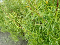 Salix
