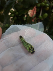 Consul fabius cecrops