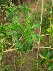 Euryops chrysanthemoides