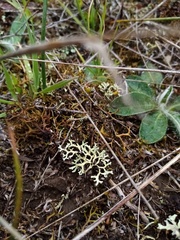 Xanthoparmelia reptans