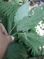 Consul fabius cecrops