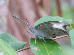 Dophla evelina annamita