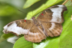 Dophla evelina annamita