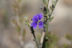 Dampiera dysantha