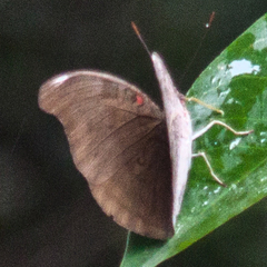 Dophla evelina annamita