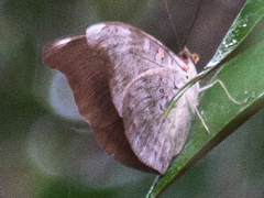 Dophla evelina annamita