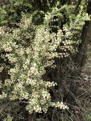 Pomaderris phylicifolia