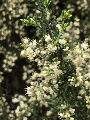 Pomaderris phylicifolia