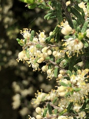Pomaderris phylicifolia