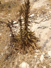 Verbascum sinaiticum