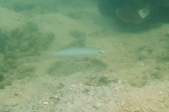Ptereleotris microlepis