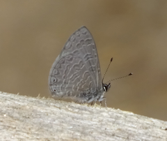 Pseudonacaduba sichela sichela