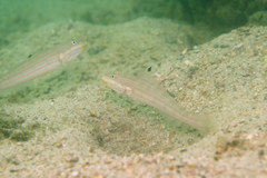 Valenciennea muralis