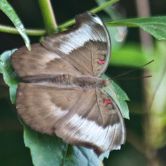 Dophla evelina annamita