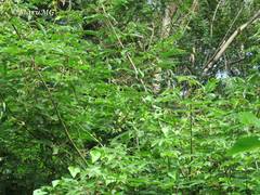 Manihot chlorosticta