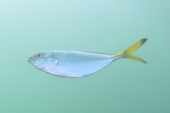 Alepes vari
