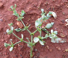 Viscum rotundifolium