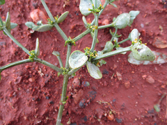Viscum rotundifolium