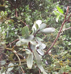 Viscum rotundifolium